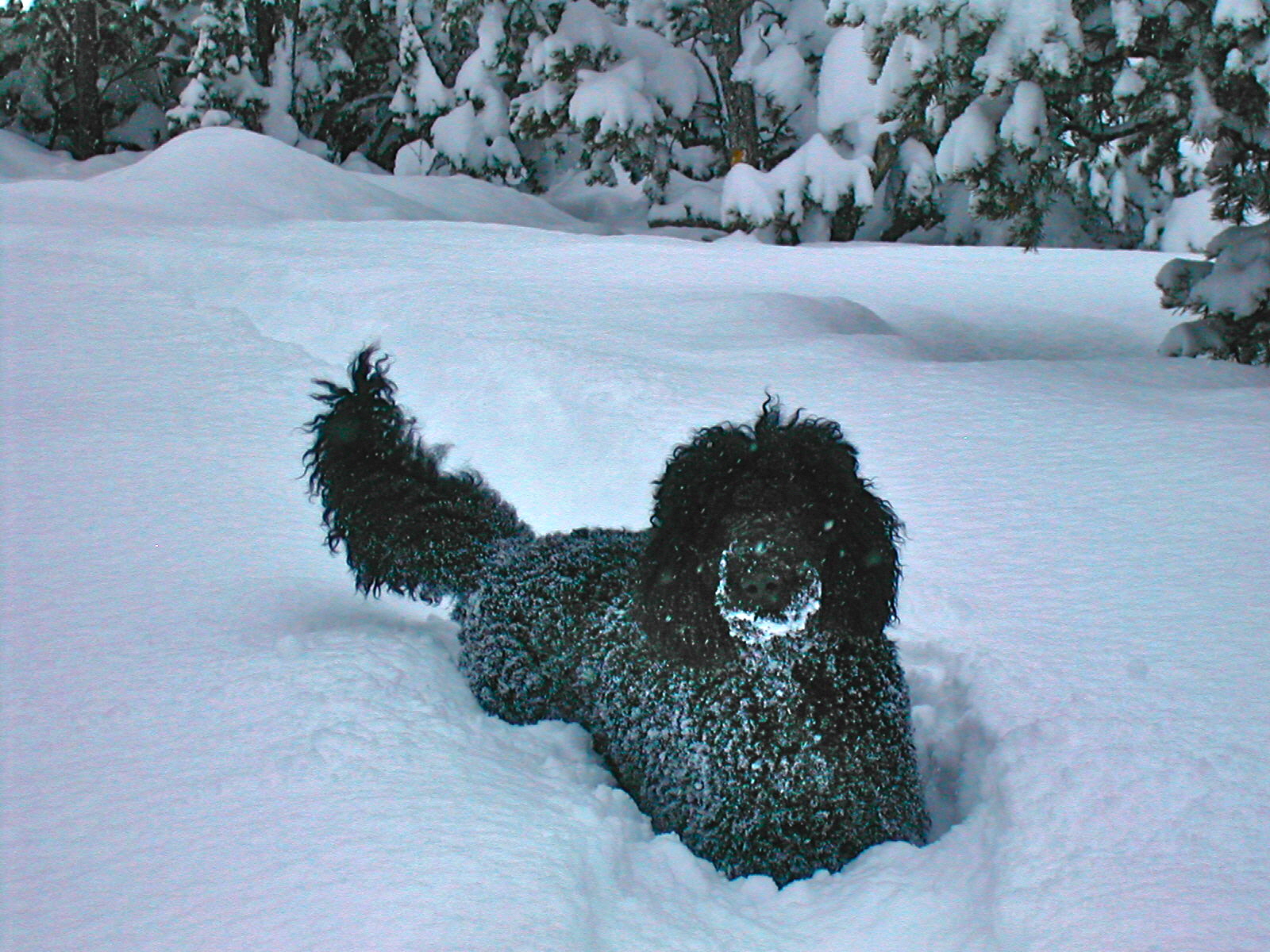 snowdog2007