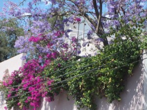 Jacaranda perennially marks spring in San Miguel de Allende